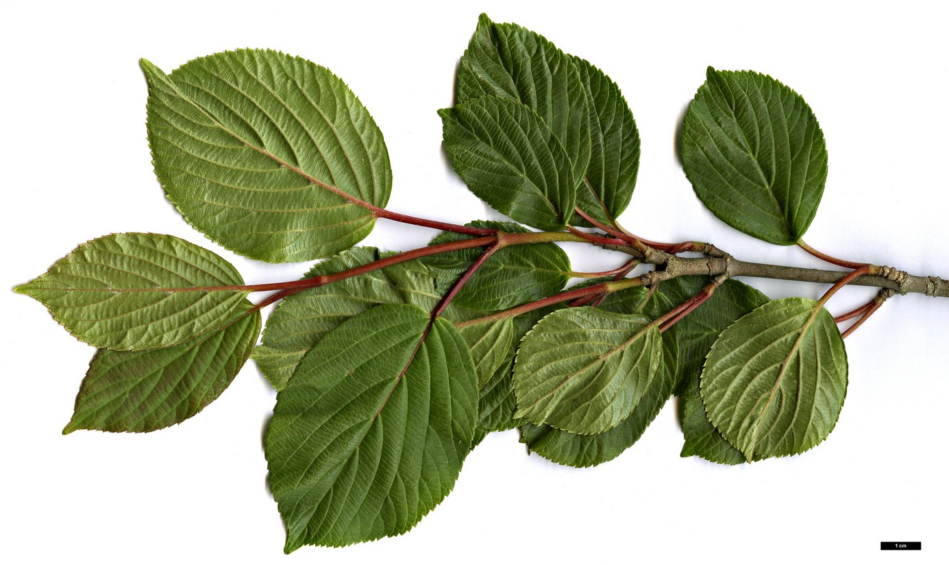 High resolution image: Family: Adoxaceae - Genus: Viburnum - Taxon: erubescens - SpeciesSub: var. gracilipes